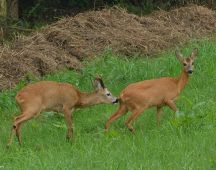06 Rehbrunft im Hochsommer